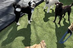 Best Dog Day Care in Baytown TX: Top Centers My Caring Dog – Tips, Stories, and Care Guides for Loving Pet Owners Best Dog Day Care in Baytown TX: Top Centers | My Caring Dog – Tips, Stories, and Care Guides for Loving Pet Owners