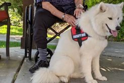Best Service Dog Training in Las Vegas, NV My Caring Dog – Tips, Stories, and Care Guides for Loving Pet Owners Best Service Dog Training in Las Vegas, NV | My Caring Dog – Tips, Stories, and Care Guides for Loving Pet Owners