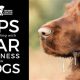 Tips for Car Sick Dogs: Vet Advice &amp; Remedies | My Caring Dog – Tips, Stories, and Care Guides for Loving Pet Owners