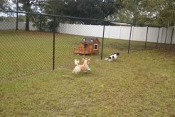 Best Dog Day Care in Tampa: Top Centers My Caring Dog – Tips, Stories, and Care Guides for Loving Pet Owners Best Dog Day Care in Tampa: Top Centers | My Caring Dog – Tips, Stories, and Care Guides for Loving Pet Owners