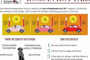 How Hot Is Too Hot For Dogs In Car My Caring Dog – Tips, Stories, and Care Guides for Loving Pet Owners How Hot Is Too Hot For Dogs In Car | My Caring Dog – Tips, Stories, and Care Guides for Loving Pet Owners