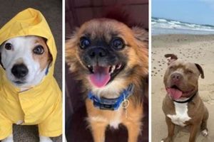 Best Dog Day Care on the Mid North Coast, NSW My Caring Dog – Tips, Stories, and Care Guides for Loving Pet Owners Best Dog Day Care on the Mid North Coast, NSW | My Caring Dog – Tips, Stories, and Care Guides for Loving Pet Owners