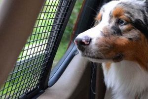 Dog Car Window Screen My Caring Dog – Tips, Stories, and Care Guides for Loving Pet Owners Dog Car Window Screen | My Caring Dog – Tips, Stories, and Care Guides for Loving Pet Owners