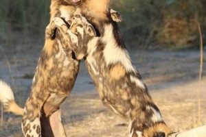 Top Dog Car Accessories for Lovers My Caring Dog – Tips, Stories, and Care Guides for Loving Pet Owners Top Dog Car Accessories for Lovers | My Caring Dog – Tips, Stories, and Care Guides for Loving Pet Owners