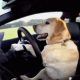 Funny Dog Driving Car GIF Animations: Cute & Hilarious | My Caring Dog – Tips, Stories, and Care Guides for Loving Pet Owners