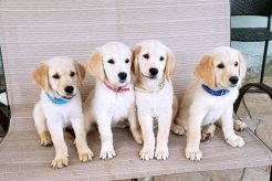 Fully Trained Service Dog For Sale My Caring Dog – Tips, Stories, and Care Guides for Loving Pet Owners Fully Trained Service Dog For Sale | My Caring Dog – Tips, Stories, and Care Guides for Loving Pet Owners