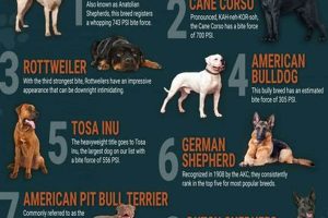 Be For Dogs My Caring Dog – Tips, Stories, and Care Guides for Loving Pet Owners Be For Dogs | My Caring Dog – Tips, Stories, and Care Guides for Loving Pet Owners