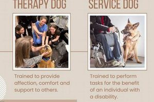 Benefits of Therapy Service Dog Training My Caring Dog – Tips, Stories, and Care Guides for Loving Pet Owners Benefits of Therapy Service Dog Training | My Caring Dog – Tips, Stories, and Care Guides for Loving Pet Owners
