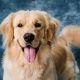 A Guide to Dog Pet Animal Care & Training | My Caring Dog – Tips, Stories, and Care Guides for Loving Pet Owners