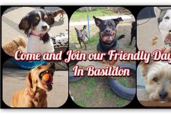 Top Dog Day Care in Plano TX: Best Facilities My Caring Dog – Tips, Stories, and Care Guides for Loving Pet Owners Top Dog Day Care in Plano TX: Best Facilities | My Caring Dog – Tips, Stories, and Care Guides for Loving Pet Owners