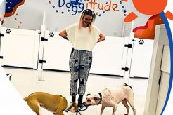 Dog Day Care Nyc Uws My Caring Dog – Tips, Stories, and Care Guides for Loving Pet Owners Dog Day Care Nyc Uws | My Caring Dog – Tips, Stories, and Care Guides for Loving Pet Owners
