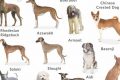 Top Dogs for Car Travel: Best Canine Companions My Caring Dog – Tips, Stories, and Care Guides for Loving Pet Owners Top Dogs for Car Travel: Best Canine Companions | My Caring Dog – Tips, Stories, and Care Guides for Loving Pet Owners