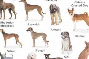 Top Dogs for Car Travel: Best Canine Companions My Caring Dog – Tips, Stories, and Care Guides for Loving Pet Owners Top Dogs for Car Travel: Best Canine Companions | My Caring Dog – Tips, Stories, and Care Guides for Loving Pet Owners
