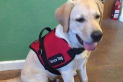 Best Service Dog Training in Tucson, AZ My Caring Dog – Tips, Stories, and Care Guides for Loving Pet Owners Best Service Dog Training in Tucson, AZ | My Caring Dog – Tips, Stories, and Care Guides for Loving Pet Owners