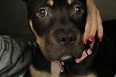 Adopt a Dog: Chicago Pet Shelter Adoptions My Caring Dog – Tips, Stories, and Care Guides for Loving Pet Owners Adopt a Dog: Chicago Pet Shelter Adoptions | My Caring Dog – Tips, Stories, and Care Guides for Loving Pet Owners