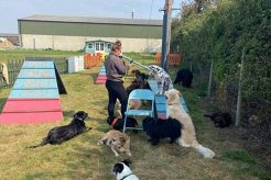 Top Barkley Grange Dog Day Care & Boarding My Caring Dog – Tips, Stories, and Care Guides for Loving Pet Owners Top Barkley Grange Dog Day Care & Boarding | My Caring Dog – Tips, Stories, and Care Guides for Loving Pet Owners