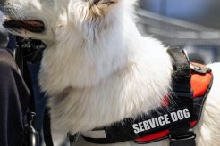 Best Online Service Dog Training Programs My Caring Dog – Tips, Stories, and Care Guides for Loving Pet Owners Best Online Service Dog Training Programs | My Caring Dog – Tips, Stories, and Care Guides for Loving Pet Owners
