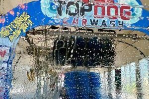 Asheville's Top Dog Car Wash: Best in Town My Caring Dog – Tips, Stories, and Care Guides for Loving Pet Owners Asheville's Top Dog Car Wash: Best in Town | My Caring Dog – Tips, Stories, and Care Guides for Loving Pet Owners