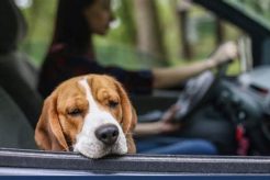 Dog Whisperer's Guide to Car Sickness in Dogs My Caring Dog – Tips, Stories, and Care Guides for Loving Pet Owners Dog Whisperer's Guide to Car Sickness in Dogs | My Caring Dog – Tips, Stories, and Care Guides for Loving Pet Owners