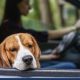 Dog Whisperer's Guide to Car Sickness in Dogs | My Caring Dog – Tips, Stories, and Care Guides for Loving Pet Owners