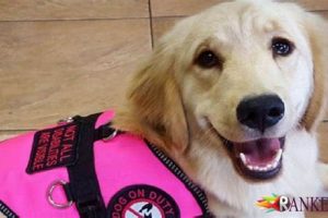 Service Dogs For Pots My Caring Dog – Tips, Stories, and Care Guides for Loving Pet Owners Service Dogs For Pots | My Caring Dog – Tips, Stories, and Care Guides for Loving Pet Owners