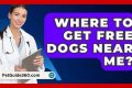 Find Free Dogs Near You: Adoption Guide My Caring Dog – Tips, Stories, and Care Guides for Loving Pet Owners Find Free Dogs Near You: Adoption Guide | My Caring Dog – Tips, Stories, and Care Guides for Loving Pet Owners