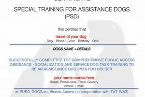 Car Dog PSD Certification: A Guide My Caring Dog – Tips, Stories, and Care Guides for Loving Pet Owners Car Dog PSD Certification: A Guide | My Caring Dog – Tips, Stories, and Care Guides for Loving Pet Owners