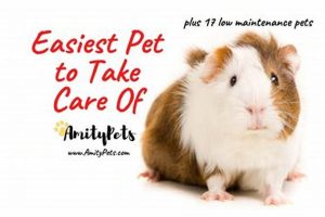 Top 5 Easy-to-Care-for Dog Breeds for Beginners My Caring Dog – Tips, Stories, and Care Guides for Loving Pet Owners Top 5 Easy-to-Care-for Dog Breeds for Beginners | My Caring Dog – Tips, Stories, and Care Guides for Loving Pet Owners