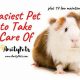 Top 5 Easy-to-Care-for Dog Breeds for Beginners | My Caring Dog – Tips, Stories, and Care Guides for Loving Pet Owners