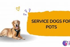 Service Dog Training For Pots My Caring Dog – Tips, Stories, and Care Guides for Loving Pet Owners Service Dog Training For Pots | My Caring Dog – Tips, Stories, and Care Guides for Loving Pet Owners