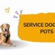 Service Dog Training For Pots | My Caring Dog – Tips, Stories, and Care Guides for Loving Pet Owners