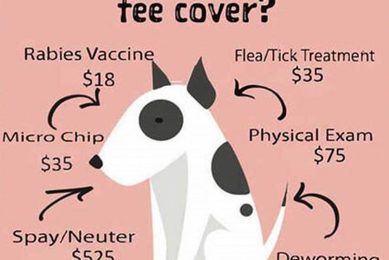 Caring for Critters: Adoption & Rescue Guide My Caring Dog – Tips, Stories, and Care Guides for Loving Pet Owners Caring for Critters: Adoption & Rescue Guide | My Caring Dog – Tips, Stories, and Care Guides for Loving Pet Owners