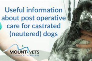 Dog Neutering Aftercare Tips & Recovery Guide My Caring Dog – Tips, Stories, and Care Guides for Loving Pet Owners Dog Neutering Aftercare Tips & Recovery Guide | My Caring Dog – Tips, Stories, and Care Guides for Loving Pet Owners