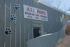 Dog Day Care Ocean City Md My Caring Dog – Tips, Stories, and Care Guides for Loving Pet Owners Dog Day Care Ocean City Md | My Caring Dog – Tips, Stories, and Care Guides for Loving Pet Owners