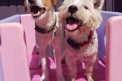Happi Days Dog Care My Caring Dog – Tips, Stories, and Care Guides for Loving Pet Owners Happi Days Dog Care | My Caring Dog – Tips, Stories, and Care Guides for Loving Pet Owners