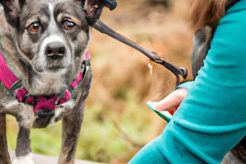 Best Support Dog Training: Guide & Tips My Caring Dog – Tips, Stories, and Care Guides for Loving Pet Owners Best Support Dog Training: Guide & Tips | My Caring Dog – Tips, Stories, and Care Guides for Loving Pet Owners