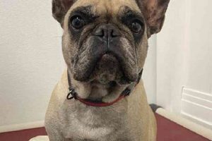 Adopt French Bulldogs in Missouri: Find Your Furry Friend My Caring Dog – Tips, Stories, and Care Guides for Loving Pet Owners Adopt French Bulldogs in Missouri: Find Your Furry Friend | My Caring Dog – Tips, Stories, and Care Guides for Loving Pet Owners