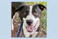 Find Your Furry Friend: Indianapolis Adoptable Dogs My Caring Dog – Tips, Stories, and Care Guides for Loving Pet Owners Find Your Furry Friend: Indianapolis Adoptable Dogs | My Caring Dog – Tips, Stories, and Care Guides for Loving Pet Owners