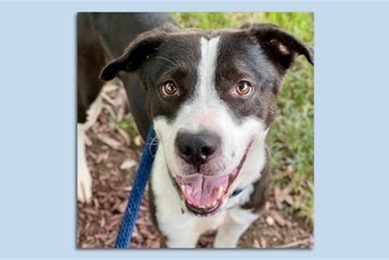 Find Your Furry Friend: Indianapolis Adoptable Dogs My Caring Dog – Tips, Stories, and Care Guides for Loving Pet Owners Find Your Furry Friend: Indianapolis Adoptable Dogs | My Caring Dog – Tips, Stories, and Care Guides for Loving Pet Owners