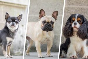 Canine & Compagnie My Caring Dog – Tips, Stories, and Care Guides for Loving Pet Owners Canine & Compagnie | My Caring Dog – Tips, Stories, and Care Guides for Loving Pet Owners
