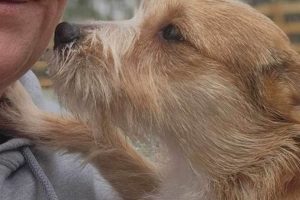 The Best Heavenly Days Dog Care & More My Caring Dog – Tips, Stories, and Care Guides for Loving Pet Owners The Best Heavenly Days Dog Care & More | My Caring Dog – Tips, Stories, and Care Guides for Loving Pet Owners