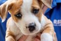 Find Dogs Near Me: Adopt a Car Dog Today! My Caring Dog – Tips, Stories, and Care Guides for Loving Pet Owners Find Dogs Near Me: Adopt a Car Dog Today! | My Caring Dog – Tips, Stories, and Care Guides for Loving Pet Owners