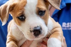 Find Dogs Near Me: Adopt a Car Dog Today! My Caring Dog – Tips, Stories, and Care Guides for Loving Pet Owners Find Dogs Near Me: Adopt a Car Dog Today! | My Caring Dog – Tips, Stories, and Care Guides for Loving Pet Owners