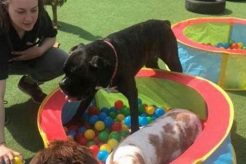 Top-Rated Dog Day Care in Lincoln, NE My Caring Dog – Tips, Stories, and Care Guides for Loving Pet Owners Top-Rated Dog Day Care in Lincoln, NE | My Caring Dog – Tips, Stories, and Care Guides for Loving Pet Owners