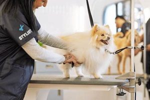 The Best Gentle Pet Care Dog Grooming Guide My Caring Dog – Tips, Stories, and Care Guides for Loving Pet Owners The Best Gentle Pet Care Dog Grooming Guide | My Caring Dog – Tips, Stories, and Care Guides for Loving Pet Owners