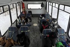 Best Dog Day Care Bus Services in Alaska My Caring Dog – Tips, Stories, and Care Guides for Loving Pet Owners Best Dog Day Care Bus Services in Alaska | My Caring Dog – Tips, Stories, and Care Guides for Loving Pet Owners