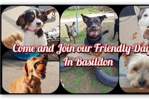 Top-Rated Dog Day Care in York, PA | Best Care My Caring Dog – Tips, Stories, and Care Guides for Loving Pet Owners Top-Rated Dog Day Care in York, PA | Best Care | My Caring Dog – Tips, Stories, and Care Guides for Loving Pet Owners