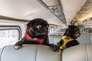 Effective Dog Training Techniques & Tips My Caring Dog – Tips, Stories, and Care Guides for Loving Pet Owners Effective Dog Training Techniques & Tips | My Caring Dog – Tips, Stories, and Care Guides for Loving Pet Owners