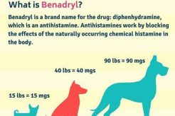 Dog Car Sickness: Safe Benadryl Dosage Guide My Caring Dog – Tips, Stories, and Care Guides for Loving Pet Owners Dog Car Sickness: Safe Benadryl Dosage Guide | My Caring Dog – Tips, Stories, and Care Guides for Loving Pet Owners
