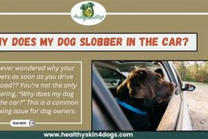 Why Does My Dog Slobber So Much In The Car My Caring Dog – Tips, Stories, and Care Guides for Loving Pet Owners Why Does My Dog Slobber So Much In The Car | My Caring Dog – Tips, Stories, and Care Guides for Loving Pet Owners